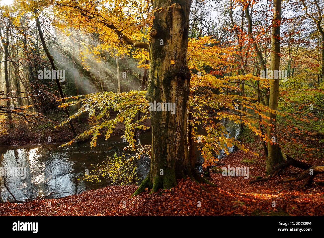 Forêt de hêtre, le soleil brille à travers le brouillard, automne, rétro-éclairage, Bach Bille, Aumuehle, Sachsenwald, Duché du district de Lauenburg, Schleswig Holstein, Allemagne Banque D'Images