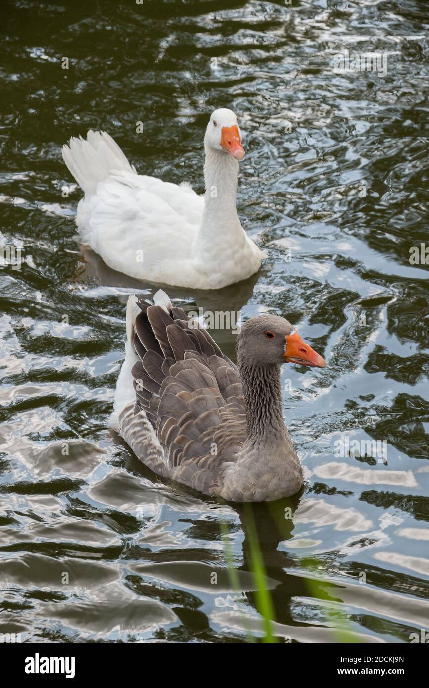 Nage d'oie dans un lac. Banque D'Images