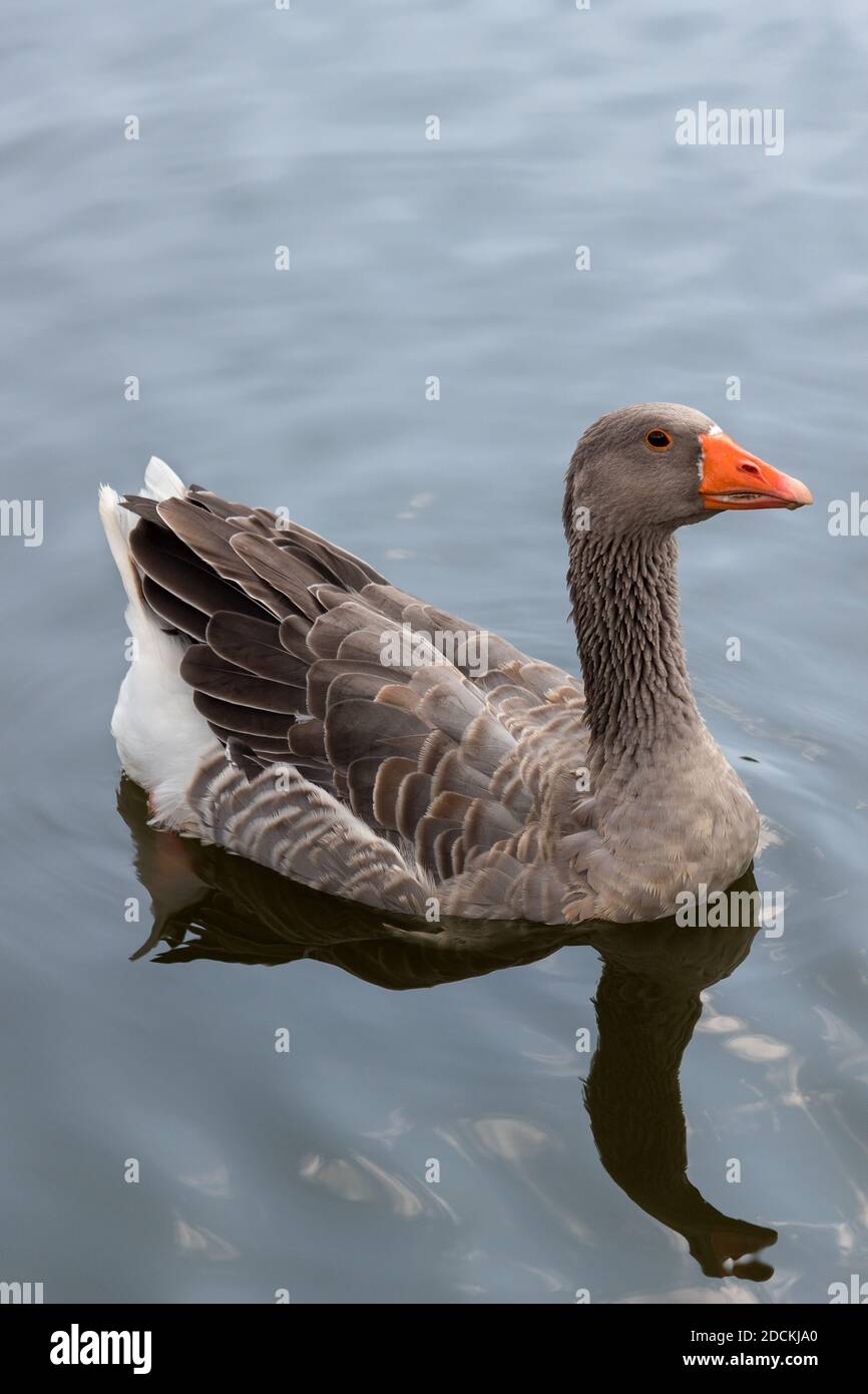 Une oie dans un lac Banque D'Images