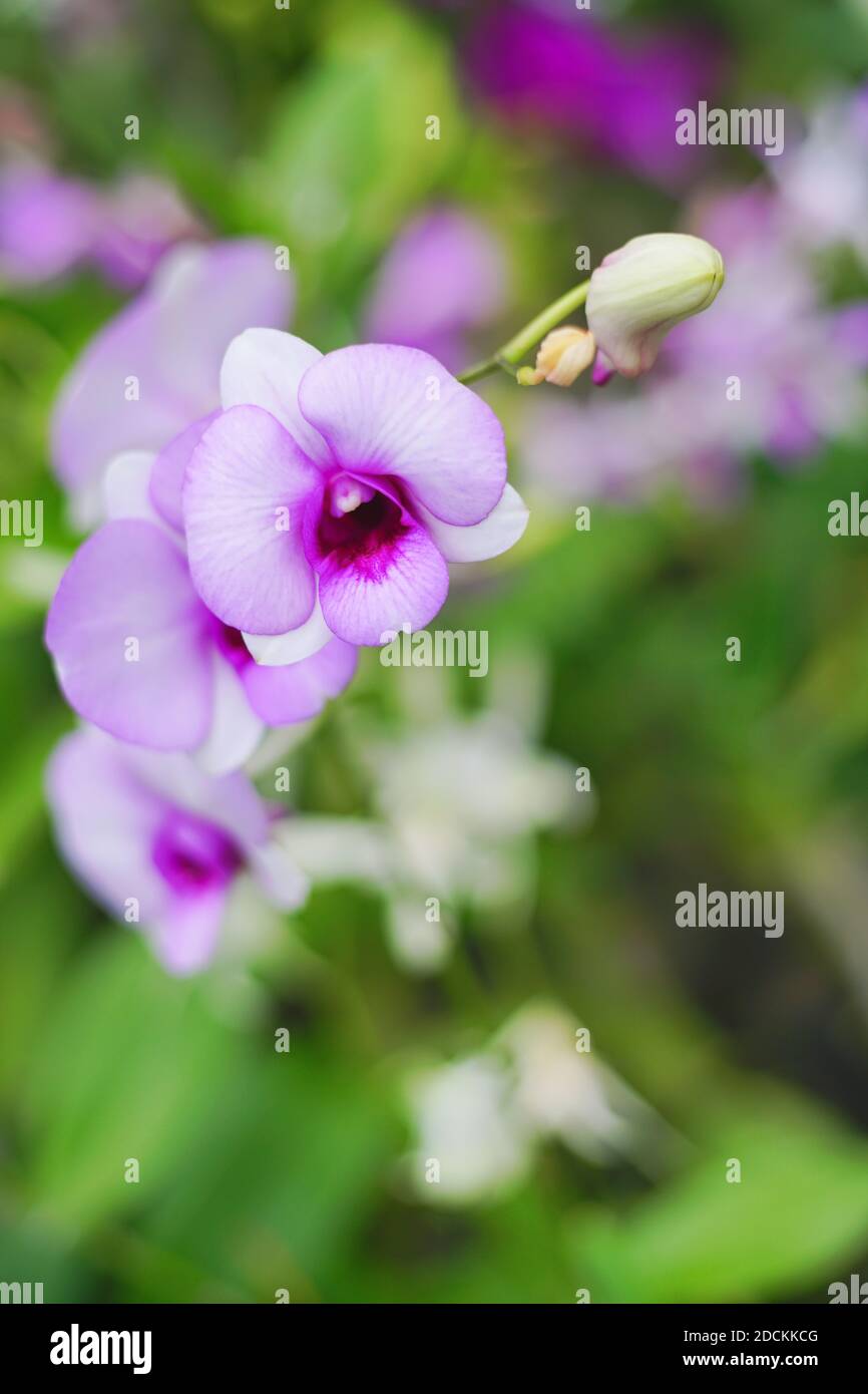 Photo fermée d'une belle orchidée pourpre dans le jardin. Banque D'Images