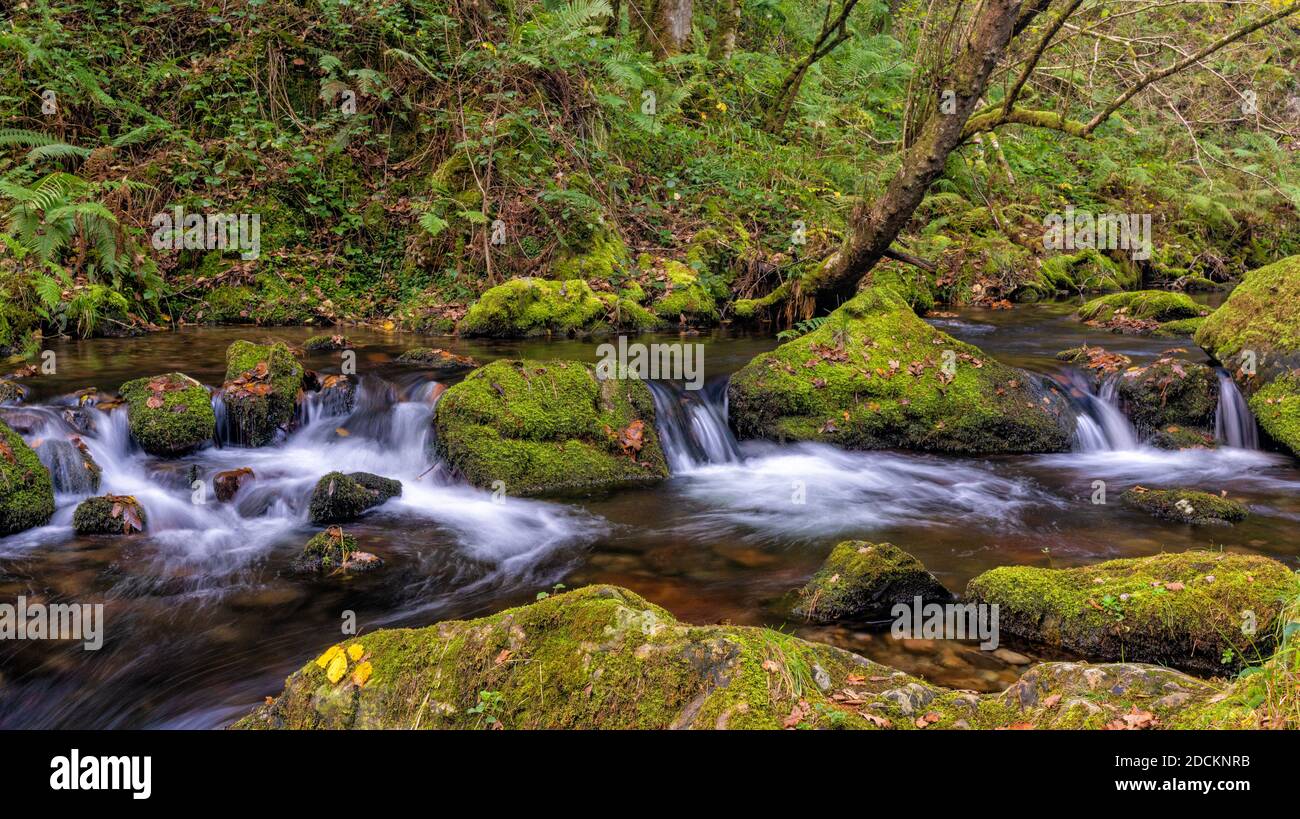 Une petite crique qui traverse une forêt dense et épaisse avec roches couvertes de mousse Banque D'Images