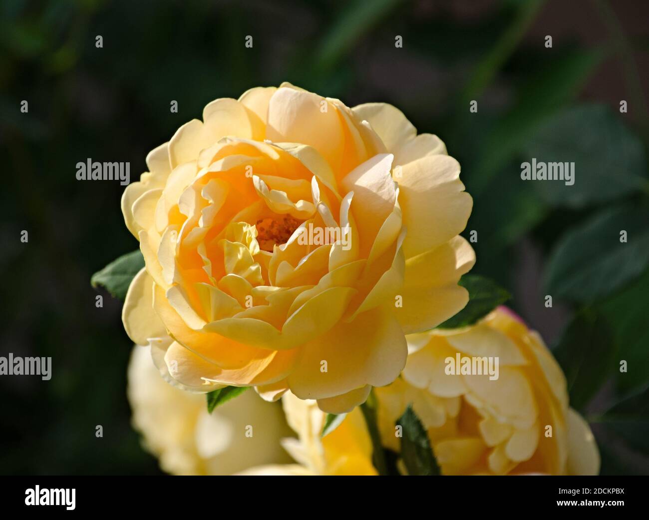 Fleur de rose jaune, végétation verte arrière-plan bokeh. Banque D'Images