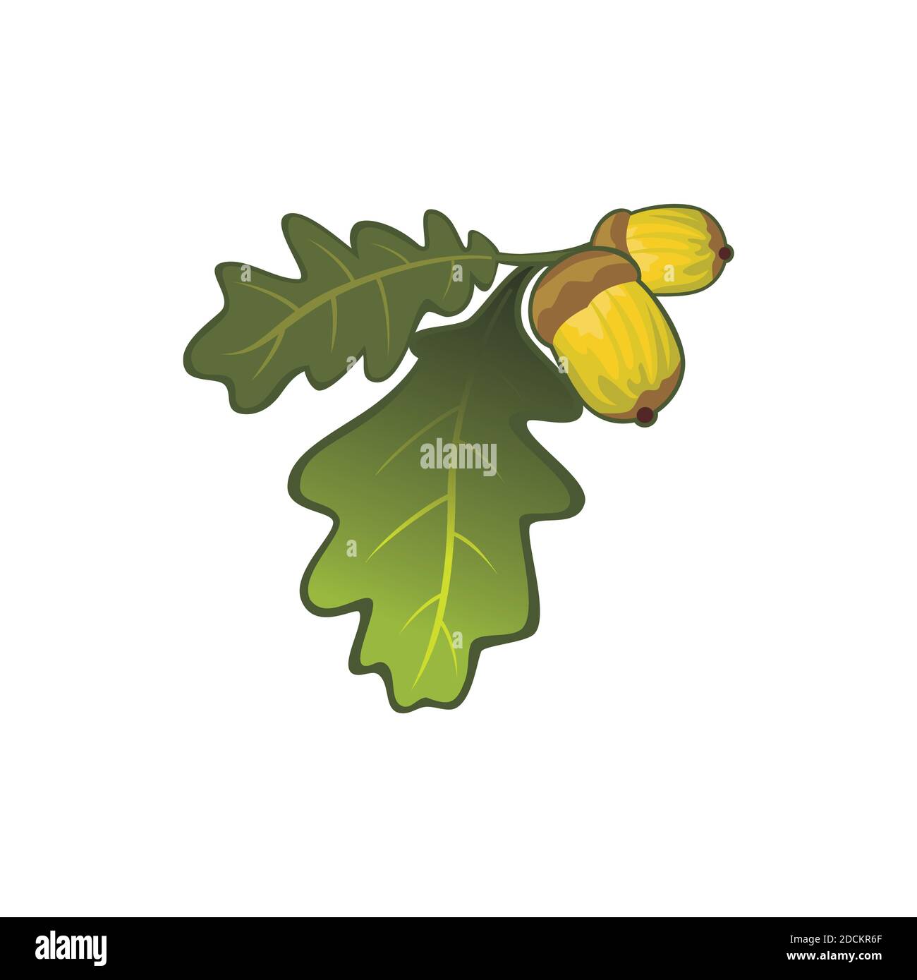 Design réaliste de feuilles de chêne et de fruits illustration vecteur eps format , adapté à vos besoins de conception, logo, illustration, animation, etc Illustration de Vecteur