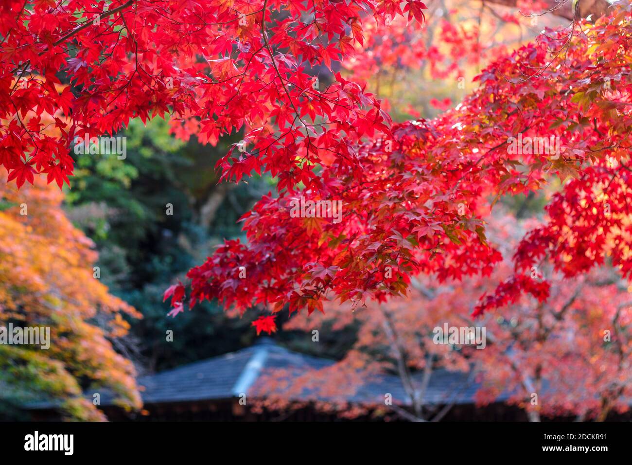 Feuilles d'érable colorées au Japon pendant la saison d'automne du Koyo Banque D'Images