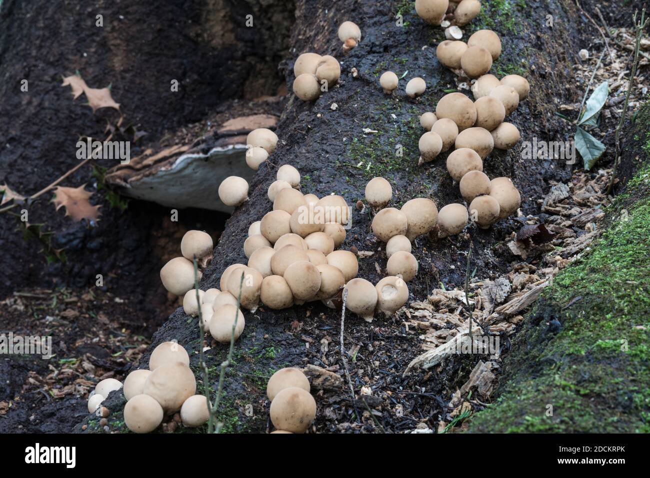 Groupe de ce qui semble être Stump puffballs (Lycoperdon pyriforme) Banque D'Images