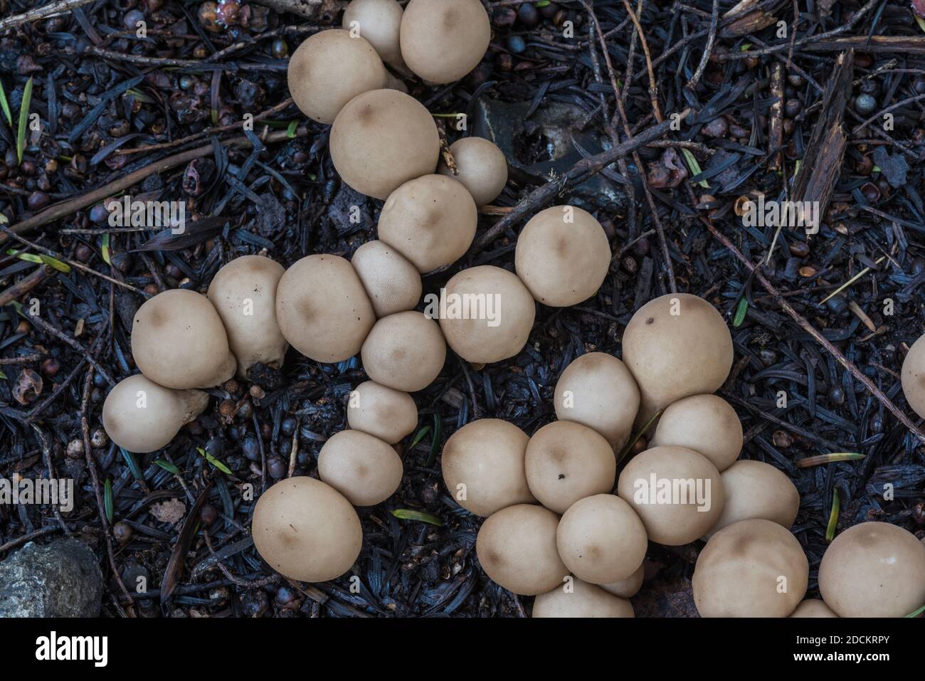 Groupe de ce qui semble être Stump puffballs (Lycoperdon pyriforme) Banque D'Images