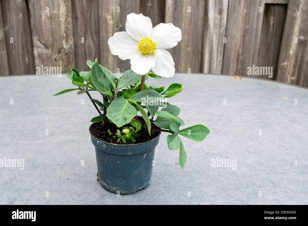 Rose de Noël en fleurs (Helleborus niger) dans un pot Banque D'Images
