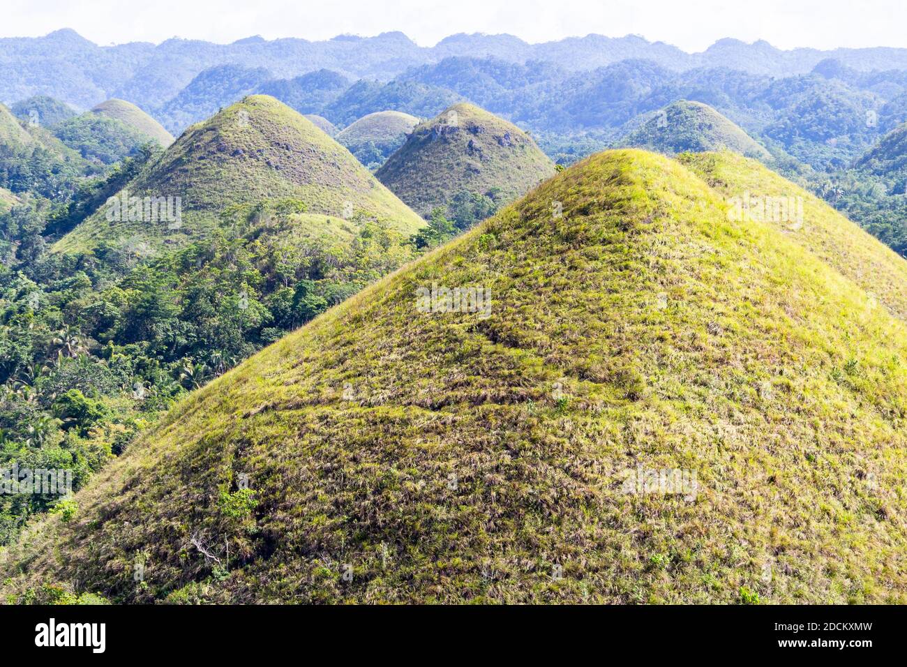 Les collines de chocolat de Bohol aux Philippines Banque D'Images