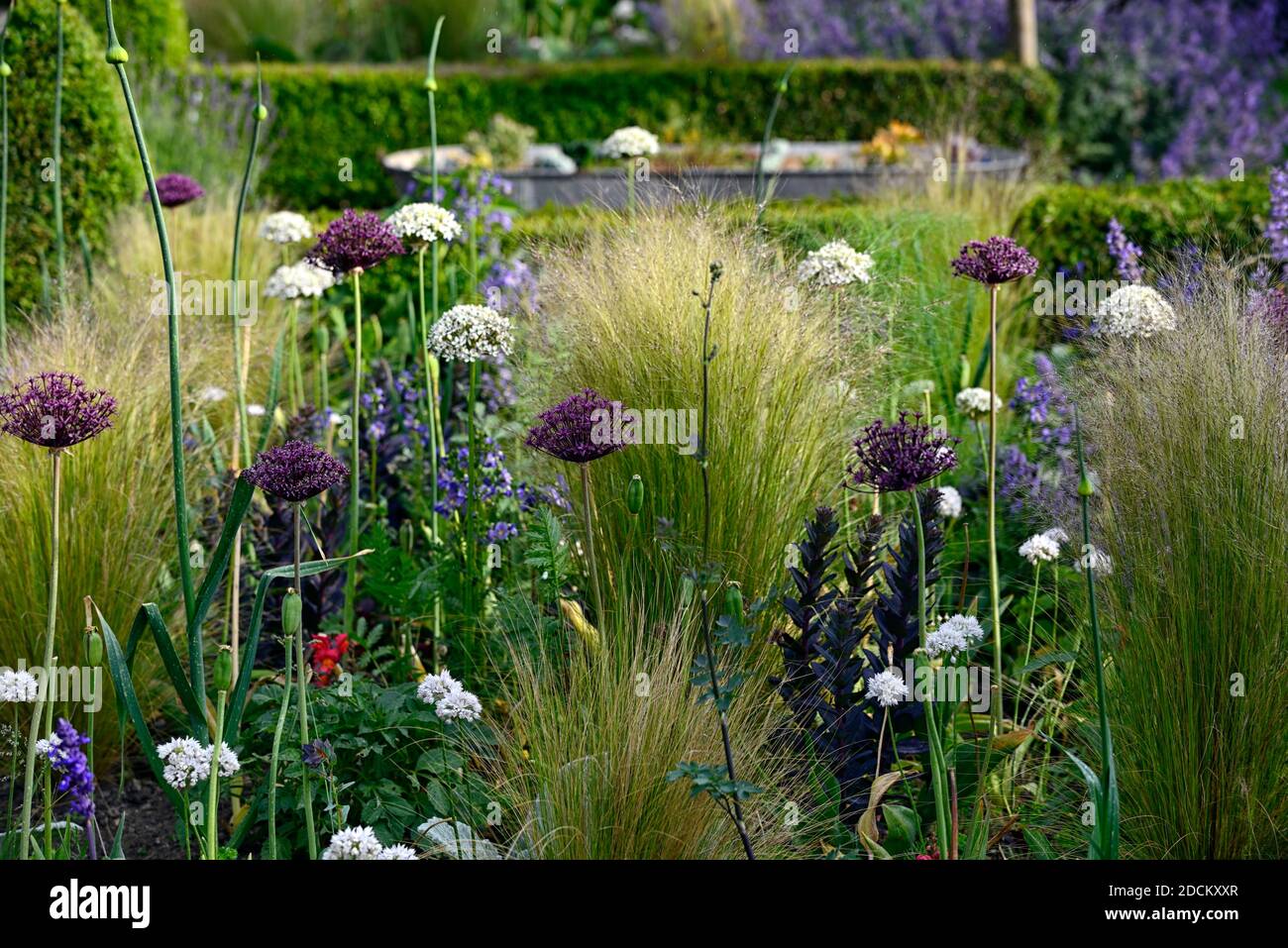 allium atropurpureum,Allium multibulbosum nigrum,blanc et violet allium flowers,alliums,oignon ornemental,Stipa tenuissima,mexicain herbe à plumes, fleur Banque D'Images