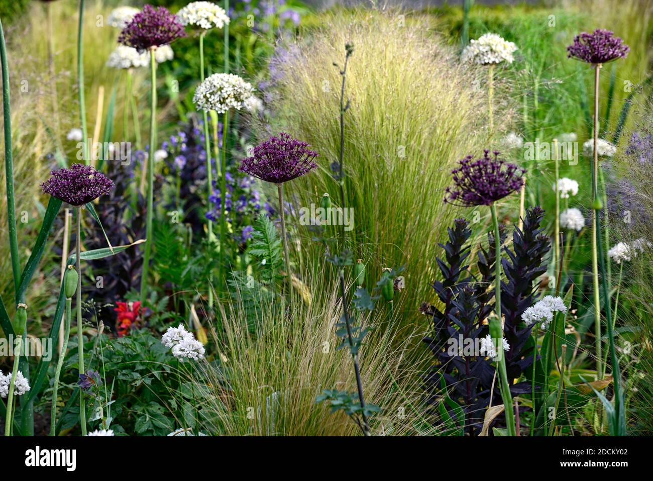 allium atropurpureum,Allium multibulbosum nigrum,blanc et violet allium flowers,alliums,oignon ornemental,Stipa tenuissima,mexicain herbe à plumes, fleur Banque D'Images