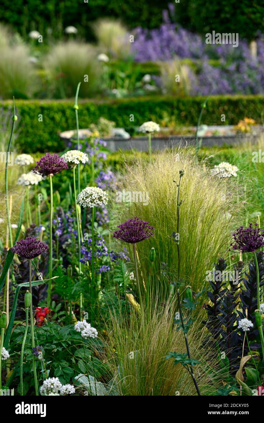 allium atropurpureum,Allium multibulbosum nigrum,blanc et violet allium flowers,alliums,oignon ornemental,Stipa tenuissima,mexicain herbe à plumes, fleur Banque D'Images