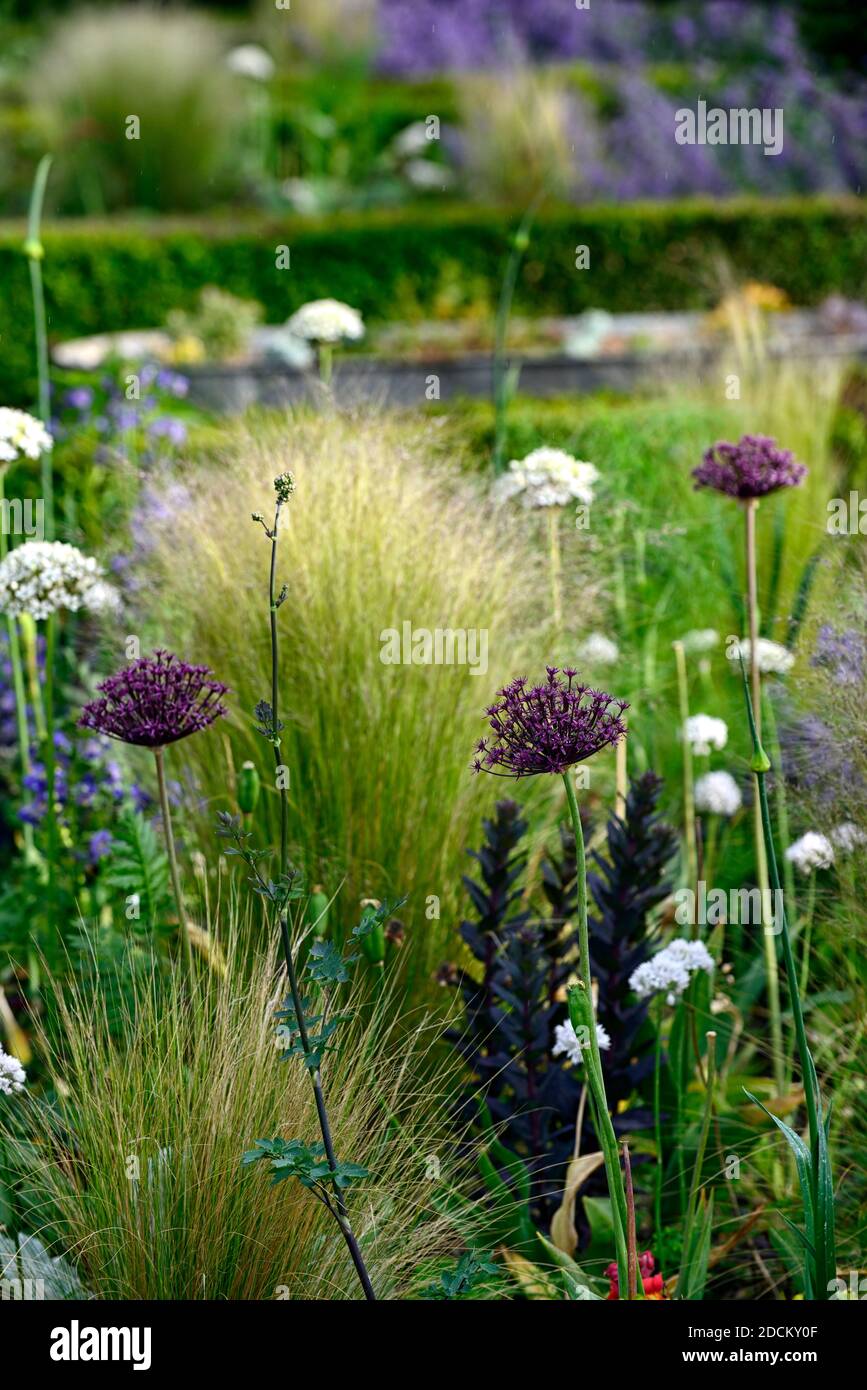 allium atropurpureum,Allium multibulbosum nigrum,blanc et violet allium flowers,alliums,oignon ornemental,Stipa tenuissima,mexicain herbe à plumes, fleur Banque D'Images
