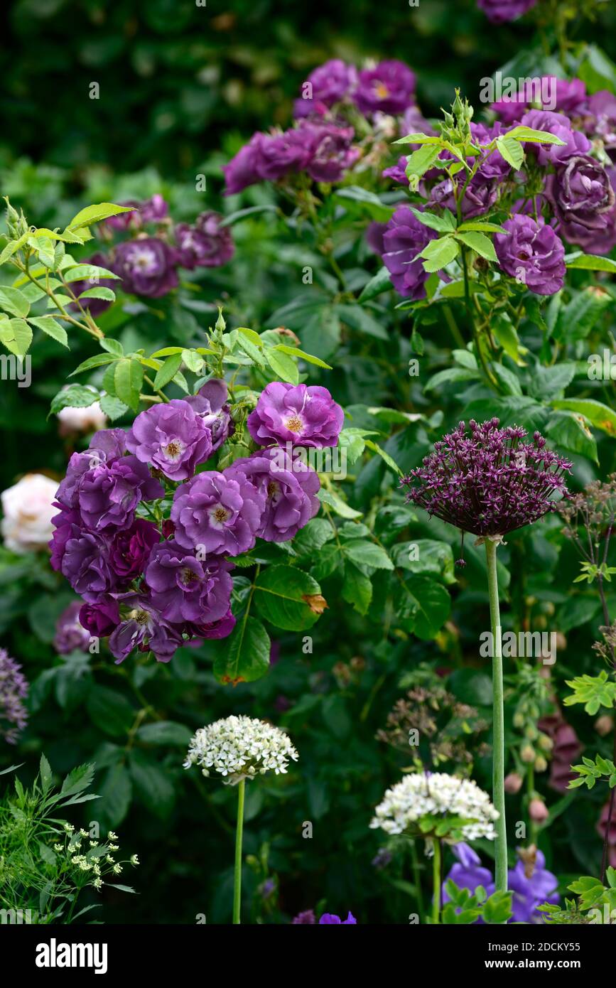 allium atropurpureum,rosa rhapsody en bleu,frantasie,rose,pourpre,fleur,fleurs,fleur,fleur,fleur,arbuste,arbustes,fières,RM Floral Banque D'Images