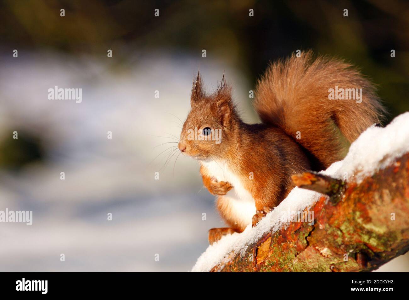 Écureuil roux Sciurus vulgaris, dans le pin écossais dans la neige, Aberdeenshire, Écosse Banque D'Images
