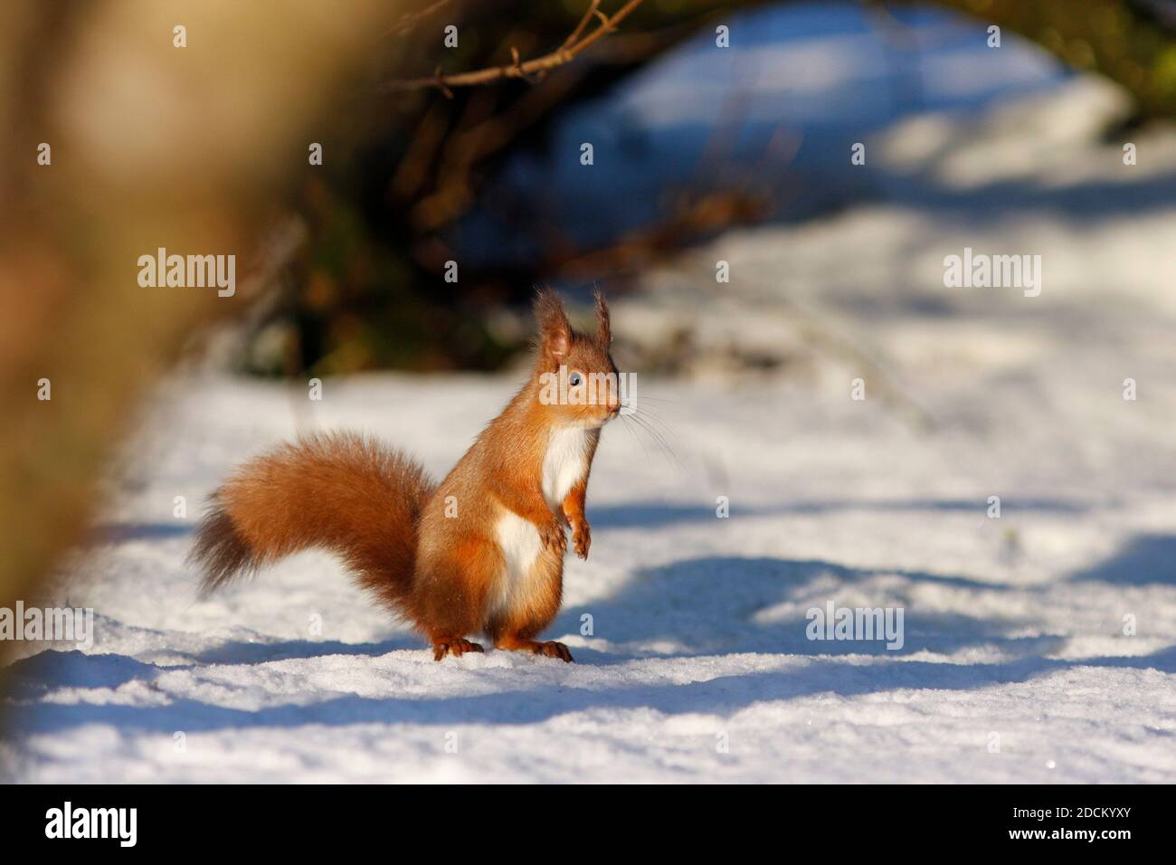 Écureuil roux Sciurus vulgaris, dans la neige, Aberdeenshire, Écosse Banque D'Images