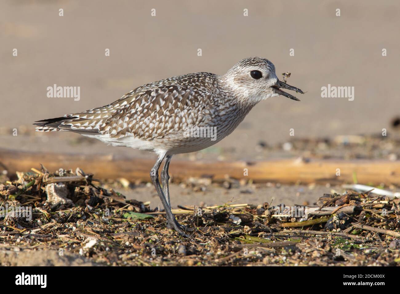 Pluvier gris (Pluvialis squatarola), vue latérale d'un jeune avalant une anguille, Campanie, Italie Banque D'Images