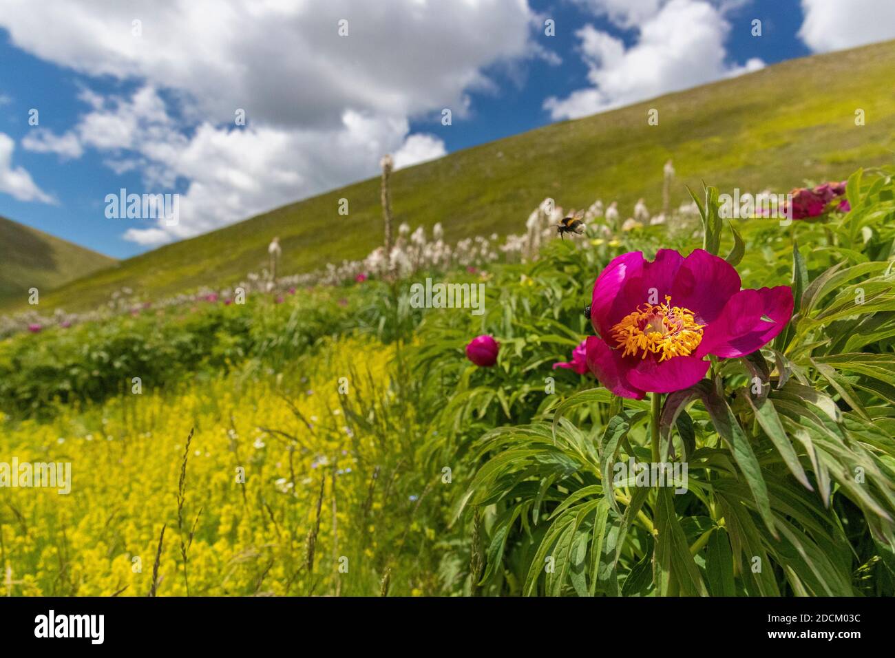 Pivoine commune (Paeonia officinalis), fleur en premier plan avec une pente de montagne et des nuages en arrière-plan, Abruzzes, Italie Banque D'Images