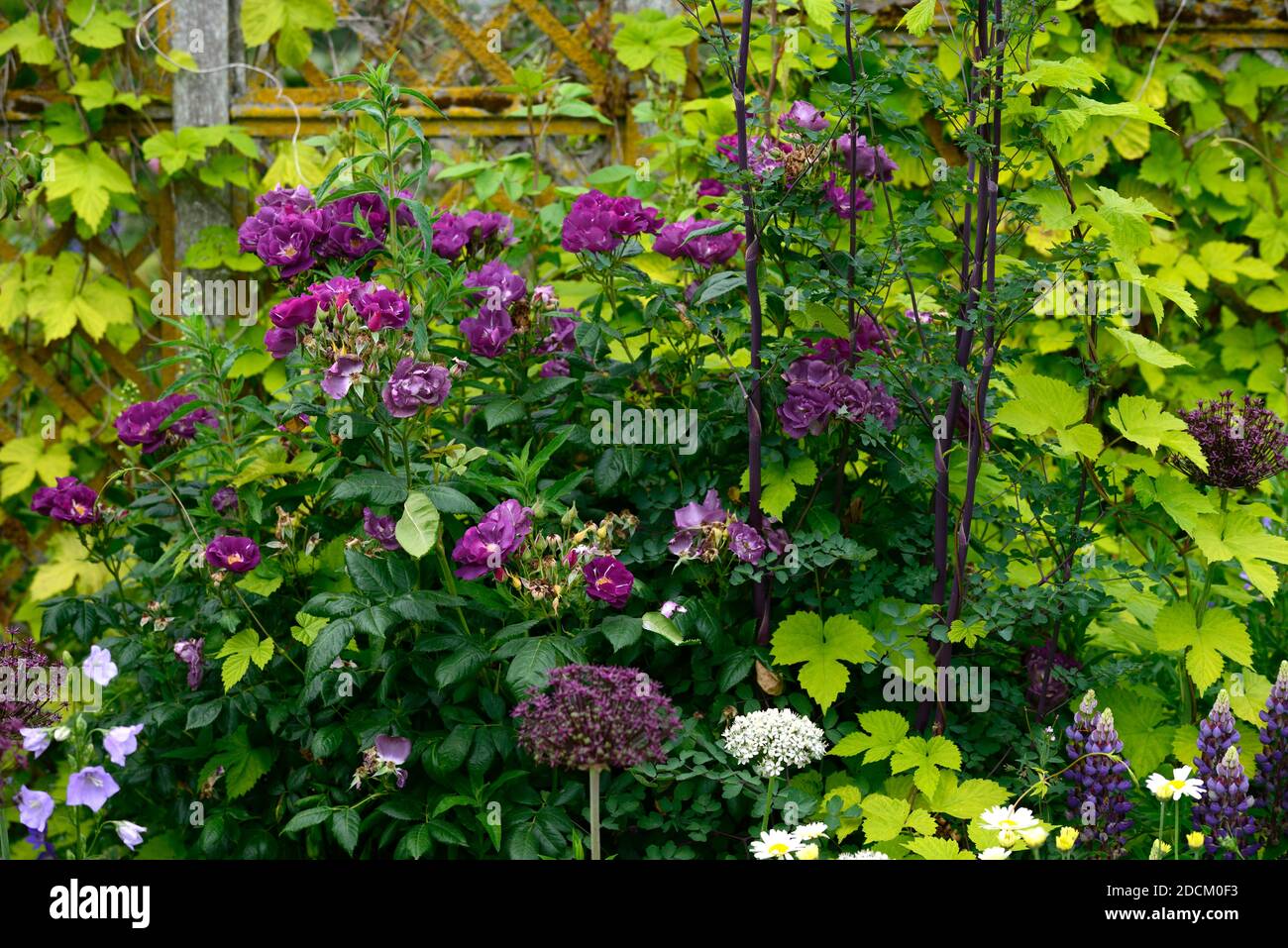 rosa rhapsody en bleu,frantasie,rose,pourpre,fleur,fleurs,fleur,floraison,arbuste,arbustes,flévrant,humulus aureus,doré,RM Floral Banque D'Images