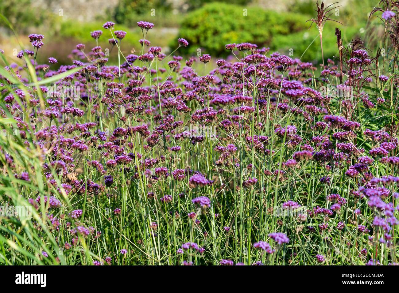 Verbena bonariensis plante herbacée violette vivace été automne fleur  communément connue sous le nom de pourpre top ou vervain argentin, image de  stock photo Photo Stock - Alamy