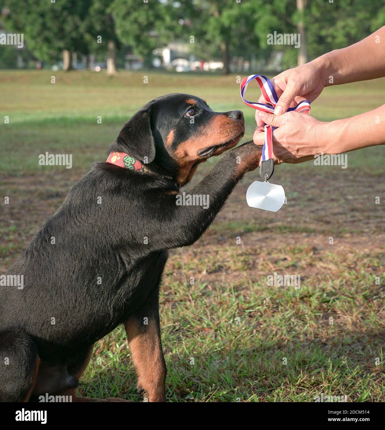 Le chien Rottweiler accepte de l'homme une médaille avec son patte. Banque D'Images