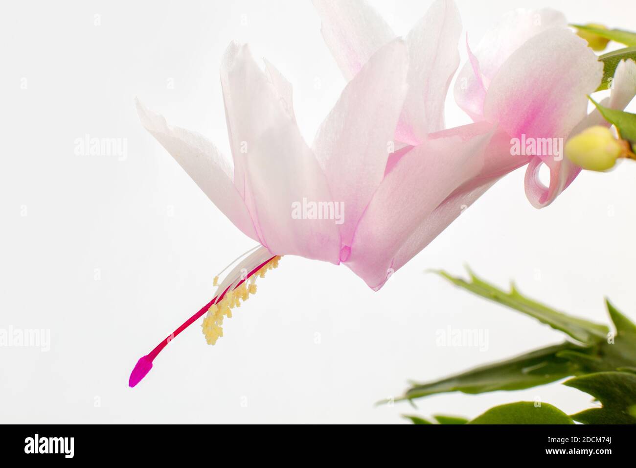 Floraison Schlumbergera. Une fleur de cactus de Noël maison sur un fond blanc isolé. Banque D'Images