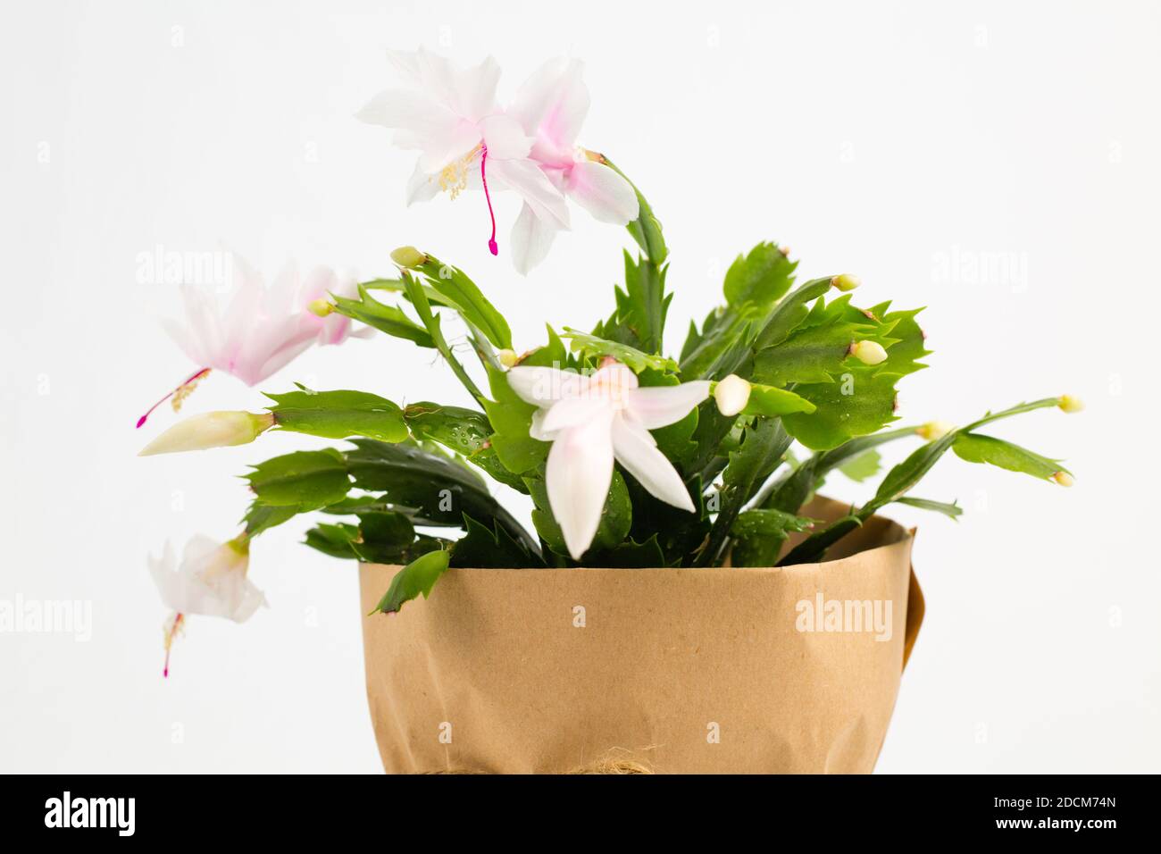 Floraison Schlumbergera. Une fleur de cactus de Noël maison sur un fond blanc isolé. Banque D'Images