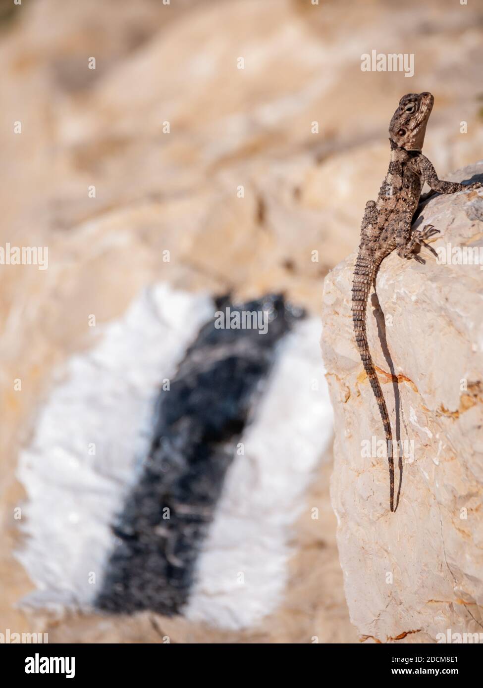 Vue rapprochée isolée d'un seul Gecko soleil dans le Le soleil de midi- Israël Banque D'Images