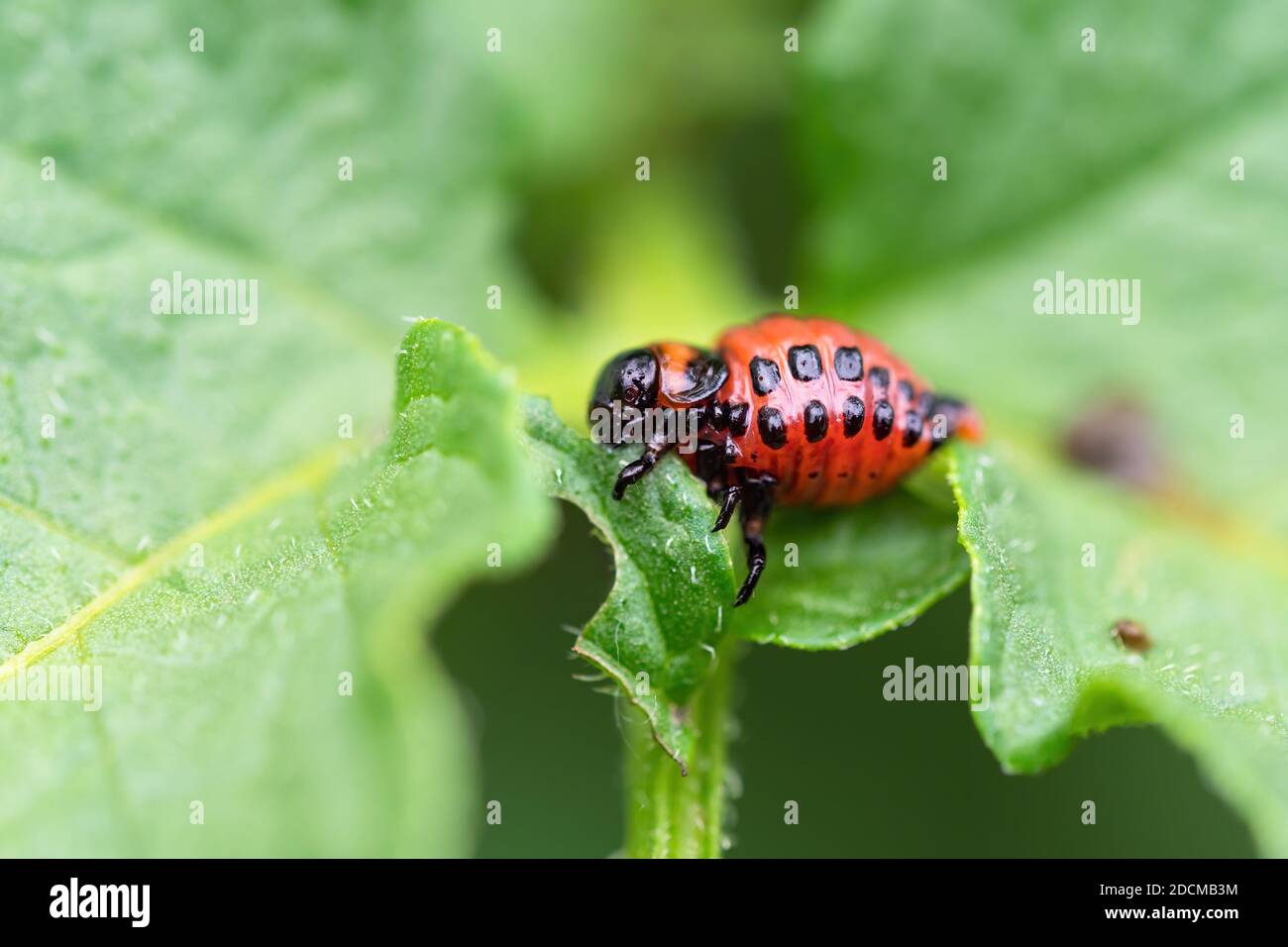 Le coléoptère du Colorado (Leptinotarsa decemlineata) larve mangeant une feuille de plante de pomme de terre. Gros plan de l'insecte nuisible causant des dommages énormes à la récolte dans les fermes et le gar Banque D'Images