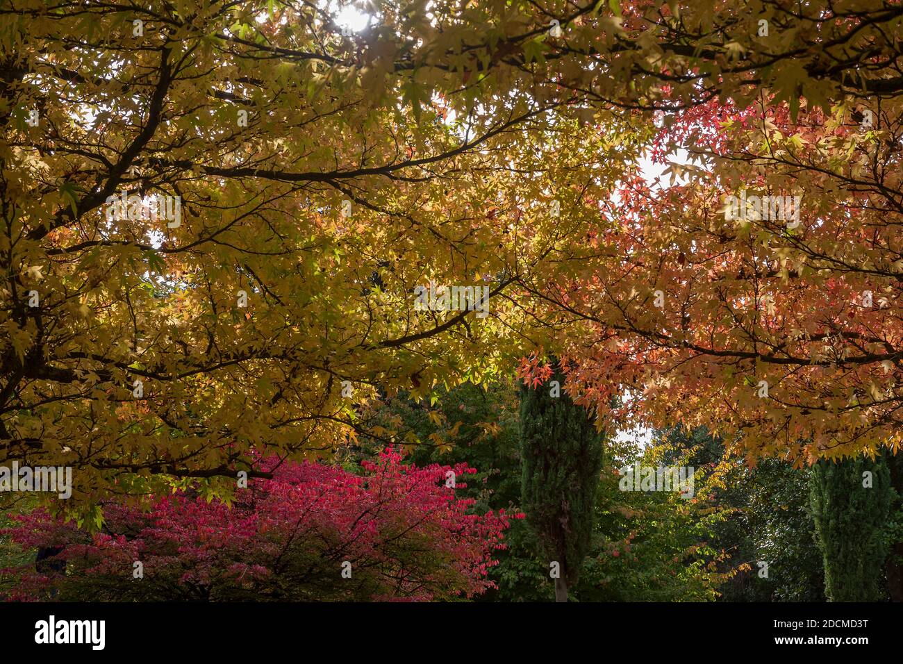 Glorieuse couleur d'automne dans les jardins du château, Arundel, West Sussex, Angleterre, Royaume-Uni: Sucrine américaine (Liquidambar styraciflua) en premier plan Banque D'Images