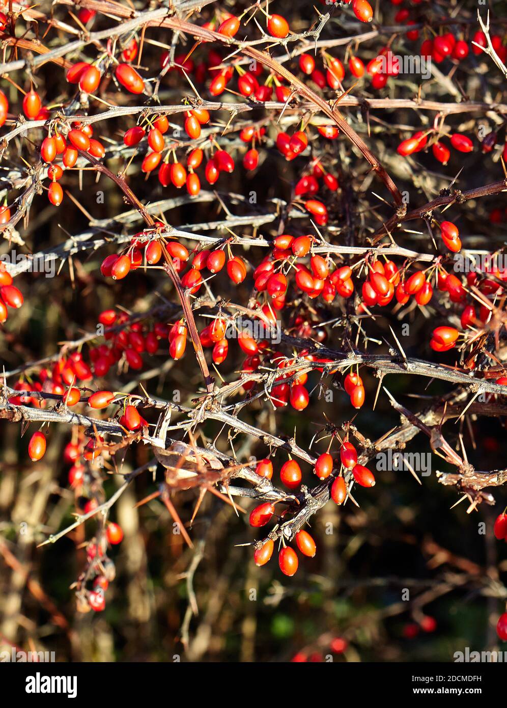 Baies rouges brillantes sur une haie d'aubépine sur une nature sentier en suède Banque D'Images