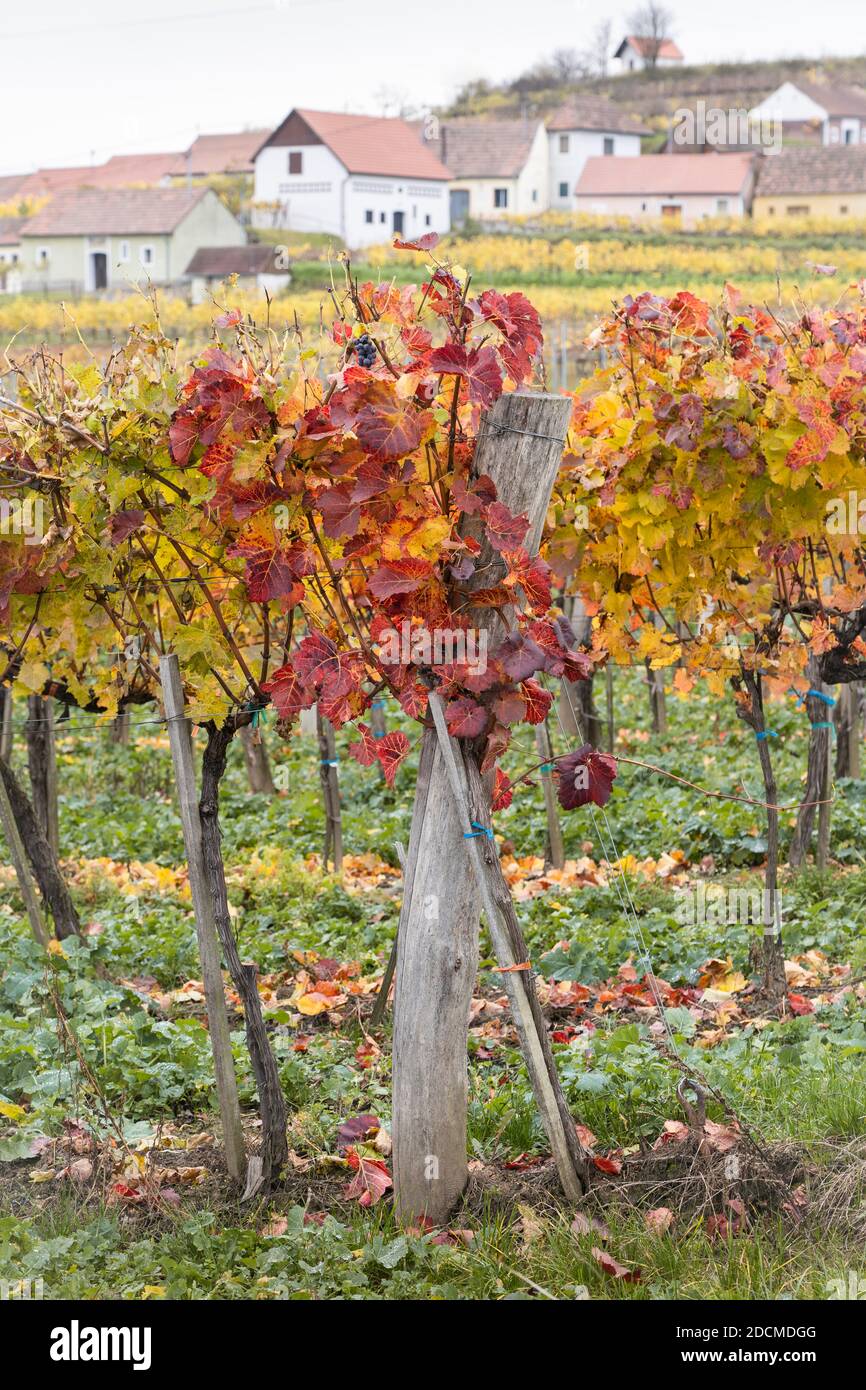 Feuilles orange, rouge et jaune sur les vignes en automne et caves à vin sur Mittelberg Kellergasse, une destination populaire auprès des amateurs de vin, Basse-Autriche Banque D'Images