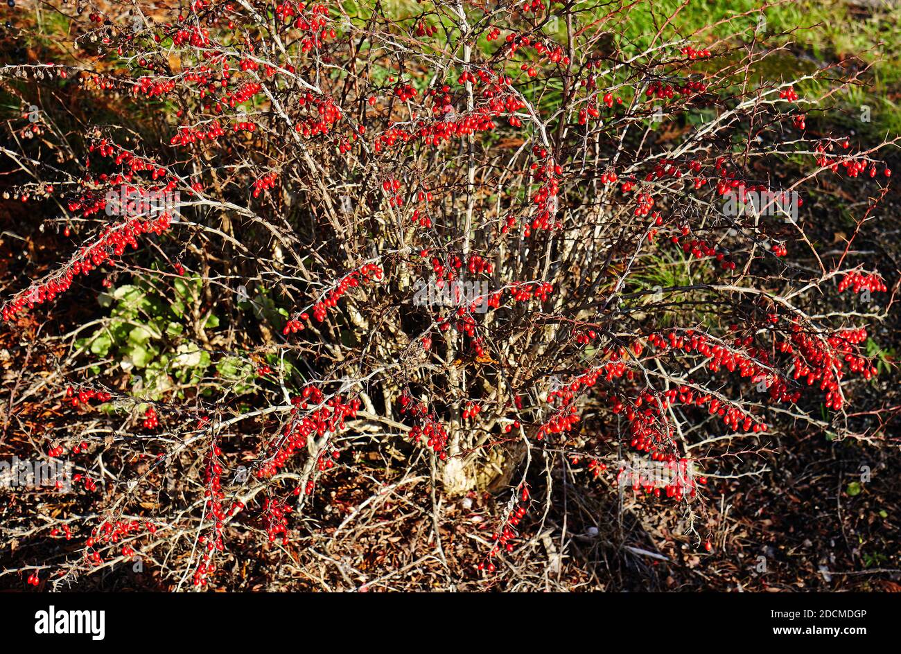 Baies rouges brillantes sur une haie d'aubépine sur une nature sentier en suède Banque D'Images