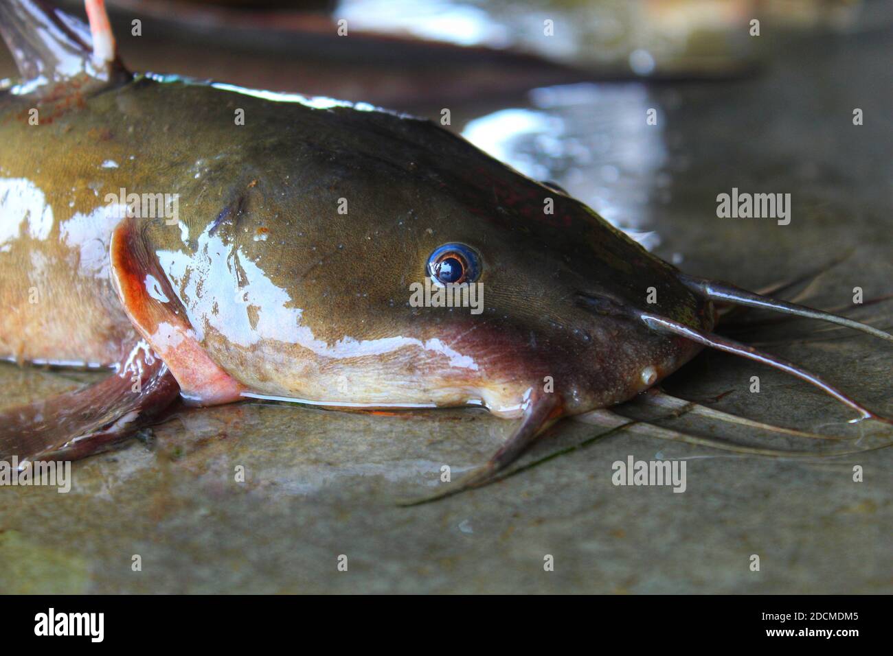 Gros poisson de magoure géant clarias poisson-chat dans la rivière indienne grand poissons-chats de la rivière Banque D'Images