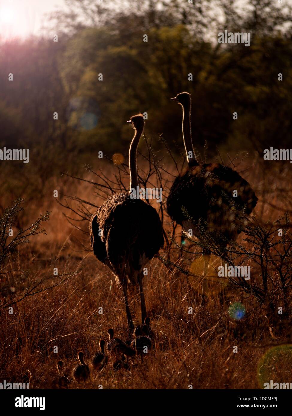 Autruche sud-africaine (Struthio camelus australis), paire de poussins Banque D'Images