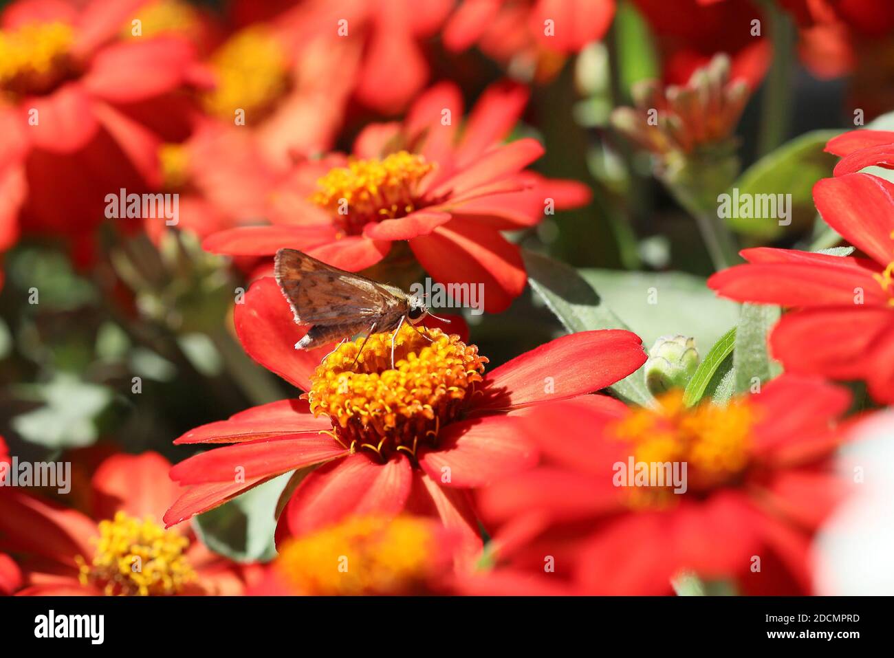 Papillon sur Zinnia Banque D'Images