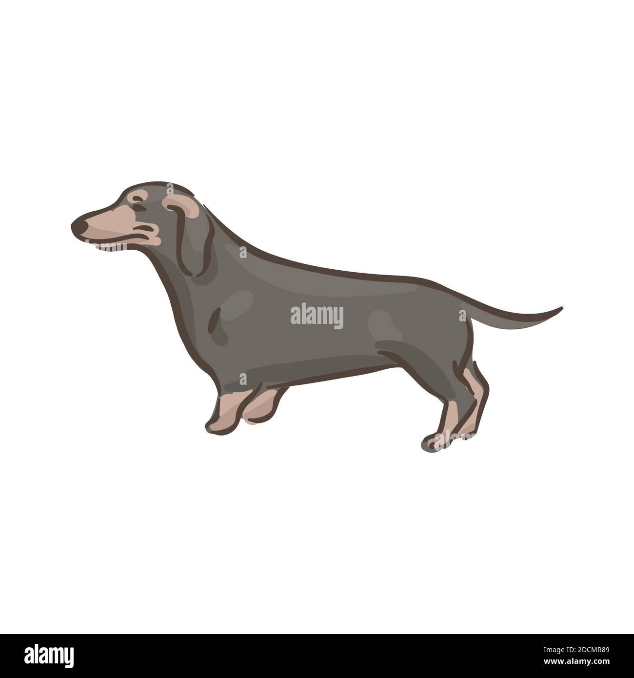 Illustration du vecteur pedigree de la race Dachshund de chien mignon Illustration de Vecteur