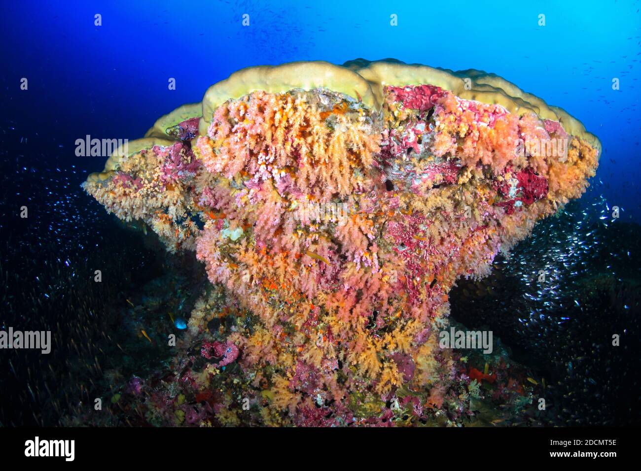 Coraux doux colorés et poissons tropicaux autour d'un grand pinacle de corail (Koh bon, îles Similan) Banque D'Images