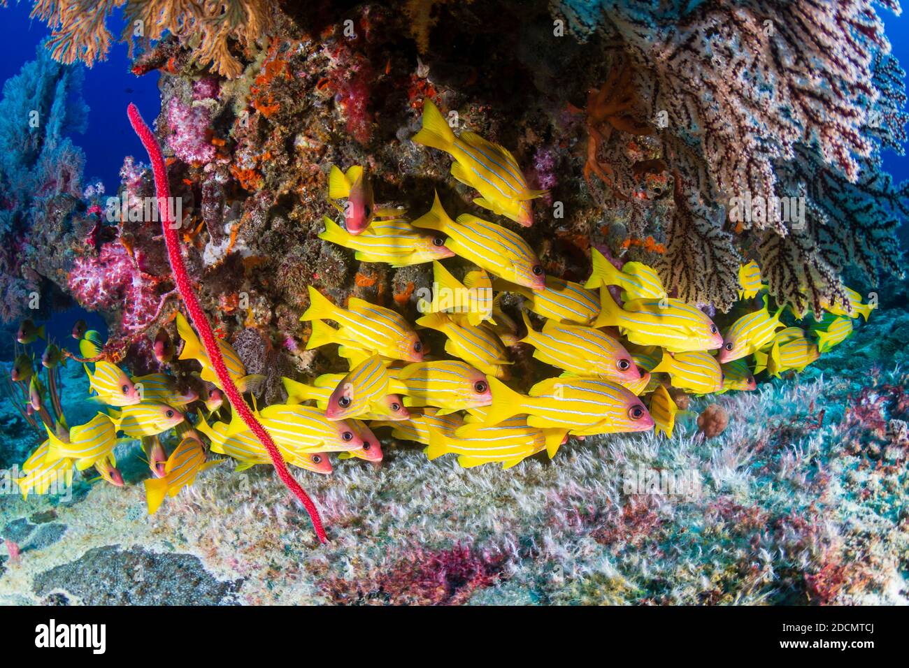 École de coloré 5 lined Sapper sur un corail tropical récif dans la mer d'Andaman Banque D'Images