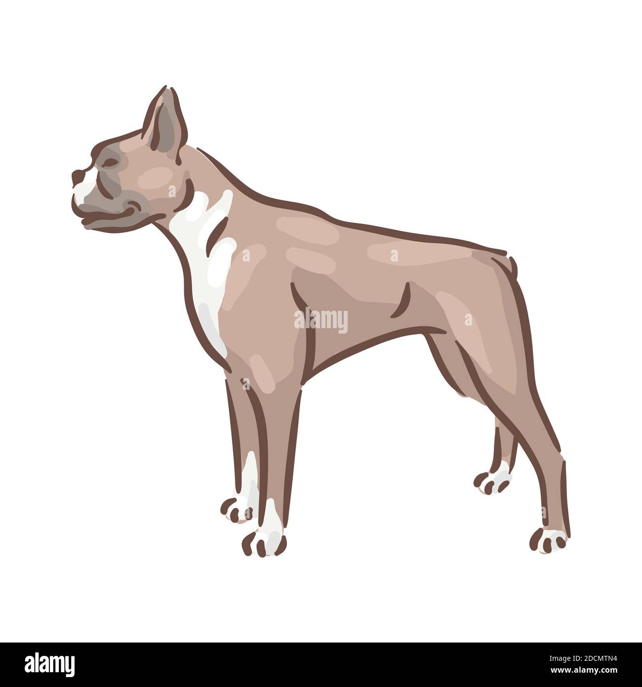 Illustration du vecteur pedigree de la race du chien mignon Deutscher Boxer Illustration de Vecteur