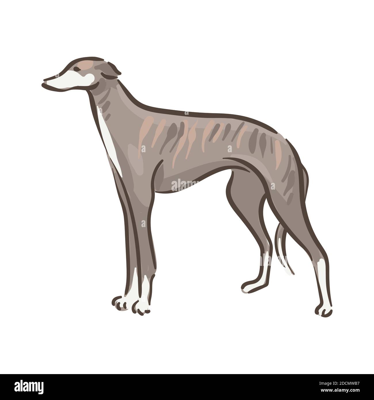 Illustration du vecteur pedigree de race Whippet de chien mignon Illustration de Vecteur