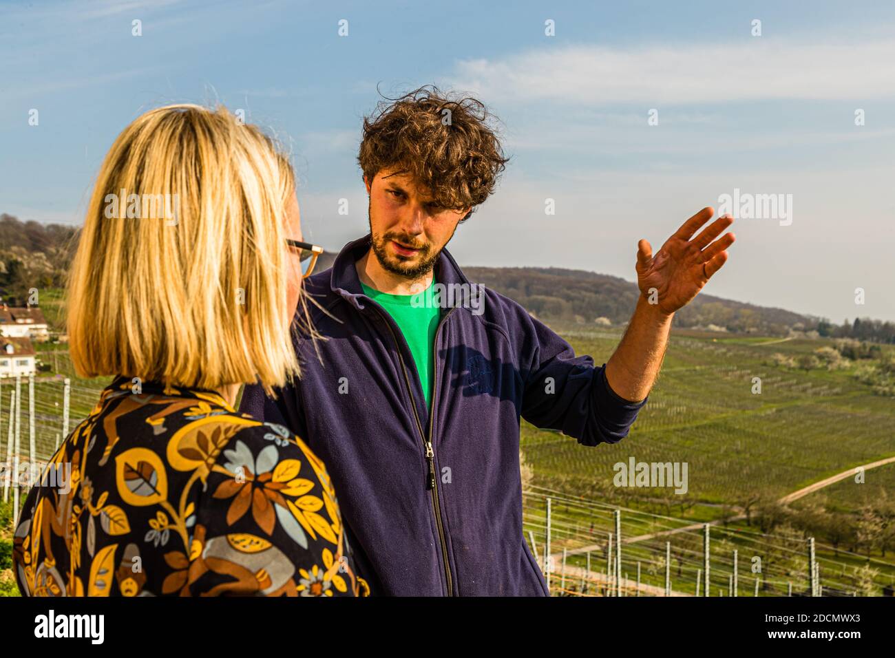 Le vigneron Johannes Schneider nous dit que la variété de raisin Chasselas représente environ 20 pour cent de la production. Un vin à partager avec peu d'alcool et peu d'acidité, léger et simple. Le vin de Bourgogne des Schneiders est servi aussi loin que dans la Tate Gallery de Londres. Vinyard à Weil am Rhein, Allemagne Banque D'Images