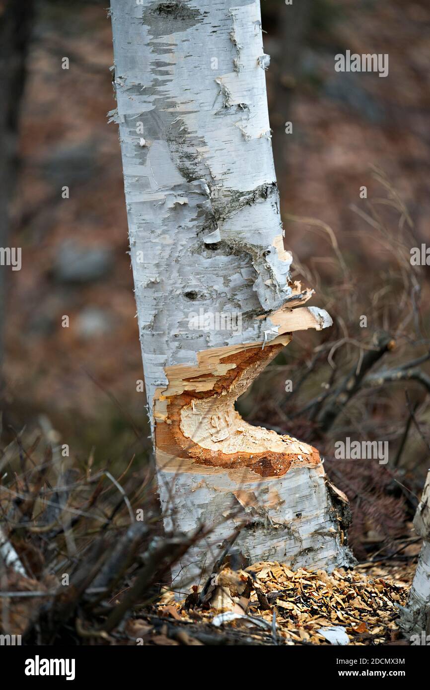 Beaver Couper le stock de bouleau photo. Marques de dents de castor. Travail de castor. Photo de stock d'activité Beaver. Arbre abattu par le castor. Bouleau coupé Banque D'Images