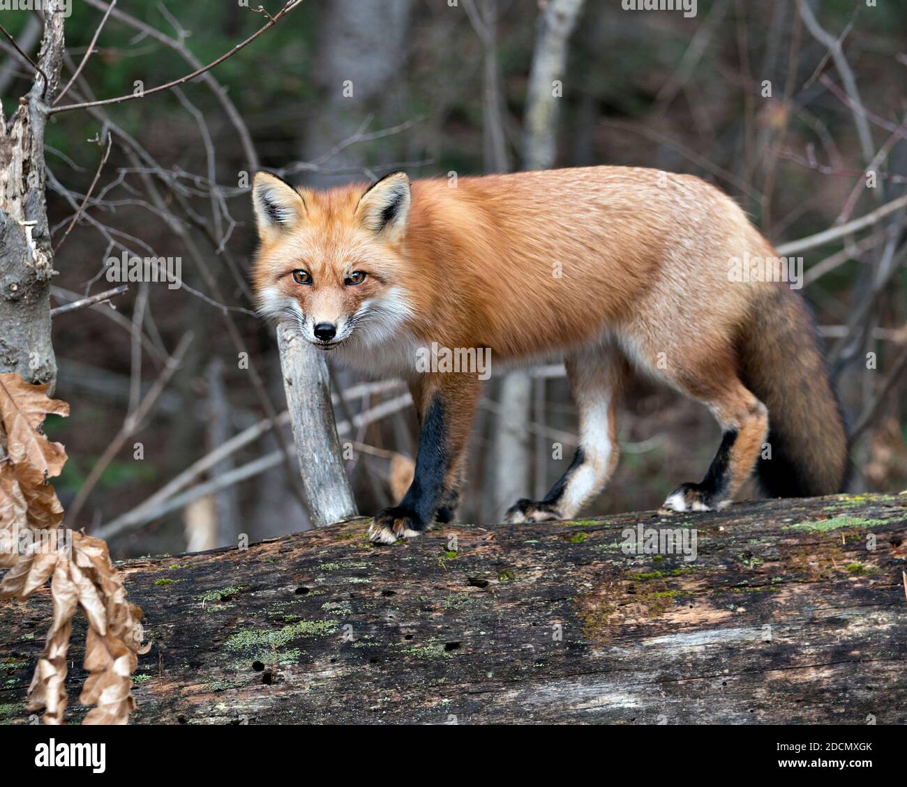 Vue rapprochée du profil du renard roux debout sur une grande bûche de mousse avec un arrière-plan forestier dans son environnement et son habitat affichant la queue du renard. Banque D'Images