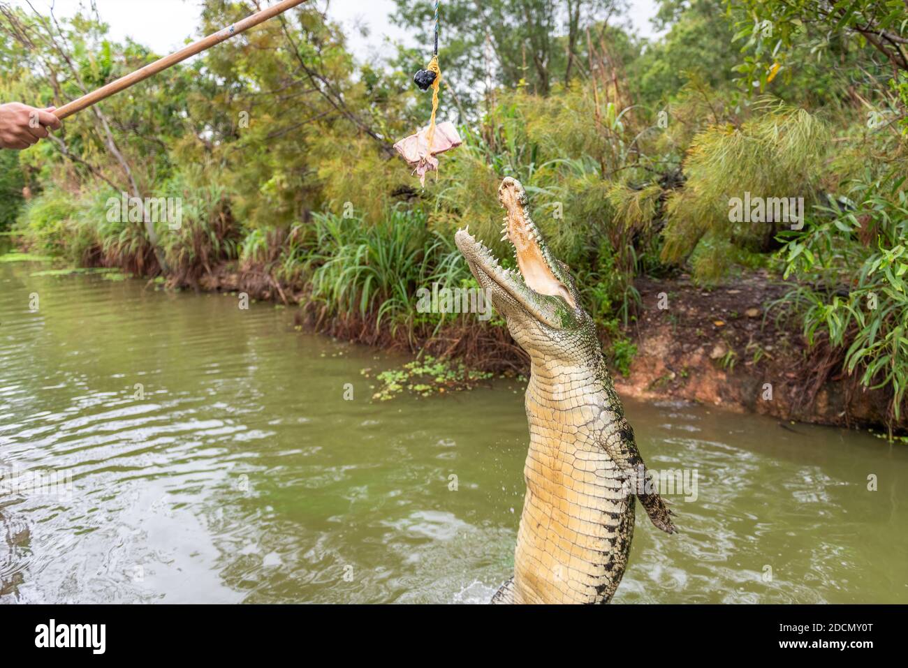 Crocodile jumping Banque de photographies et d’images à haute