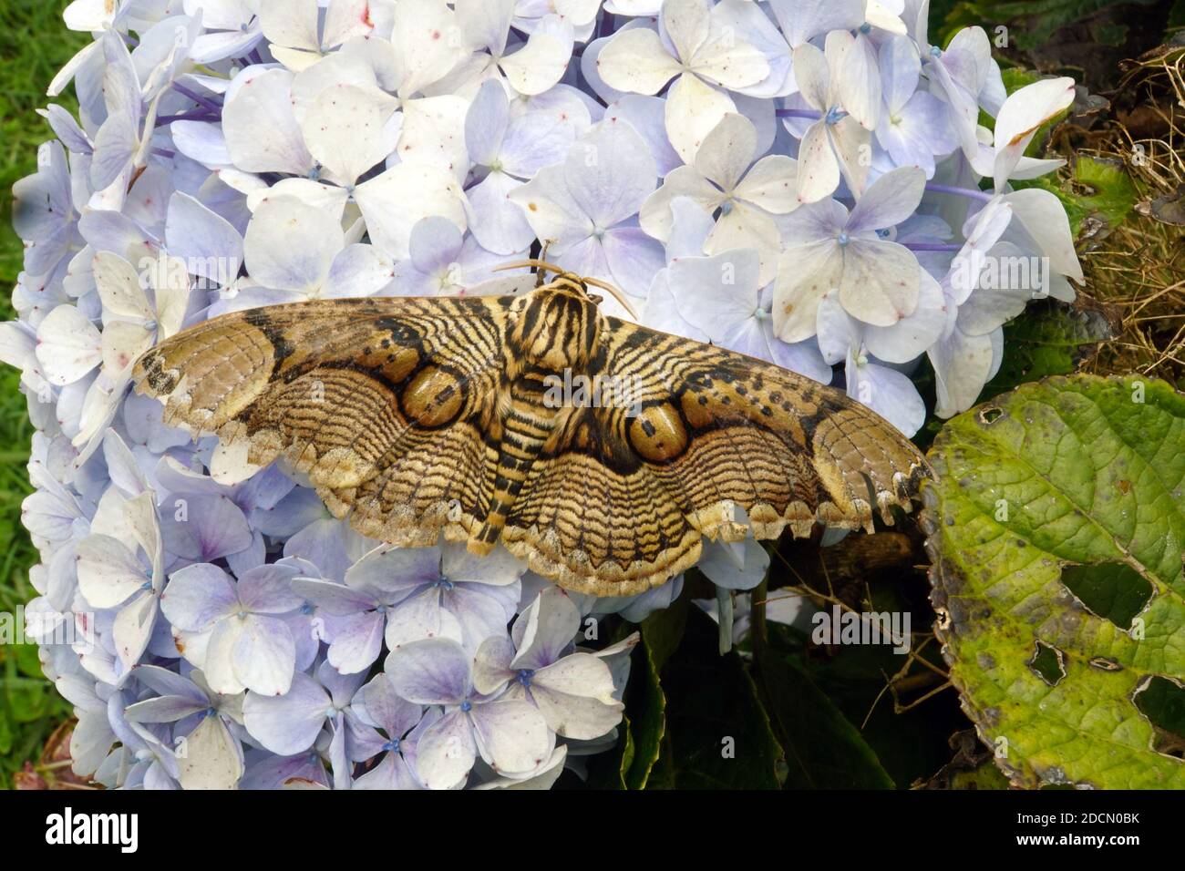 Un hibou repose sur des fleurs d'hortensia violet pâle. Banque D'Images