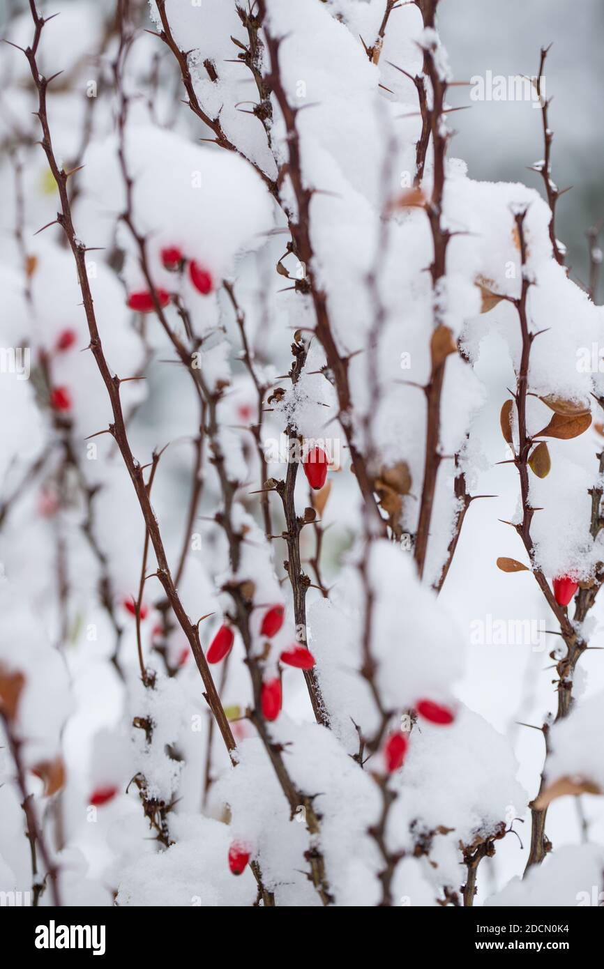 Branche de Berberis thunbergii avec des fruits couverts de neige. Banque D'Images