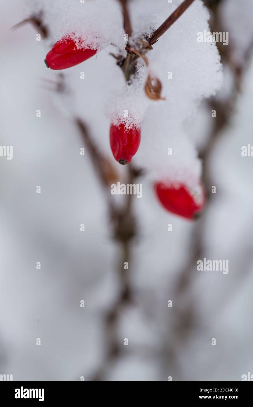 Branche de Berberis thunbergii avec des fruits couverts de neige. Banque D'Images