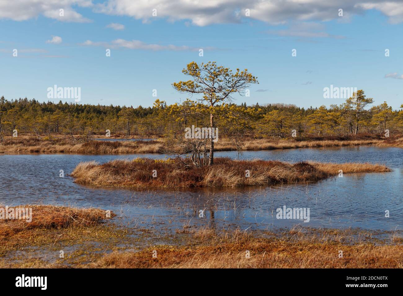 Swamp Kakerdaja en Estonie à l'automne. Le marais est équipé de sentiers de randonnée en bois. Banque D'Images