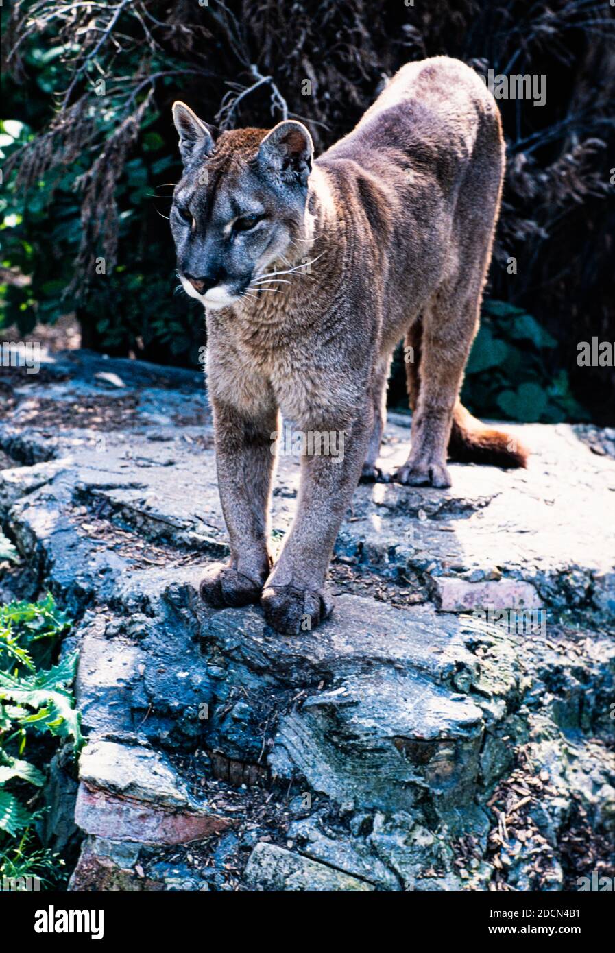 Cougar / Puma (Puma concolor) Banque D'Images