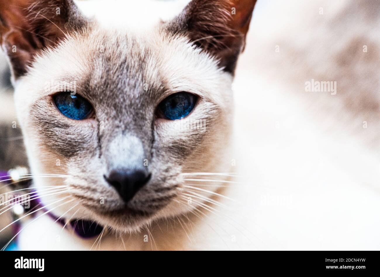 Gros Plan Du Visage D Un Chat Siamois Avec Des Yeux Bleus Photo Stock Alamy